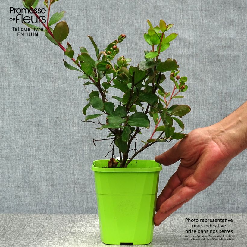 Ejemplar de Árbol de Júpiter With Love Eternal - Lagerstroemia indica Maceta 3L/4L entregado en verano