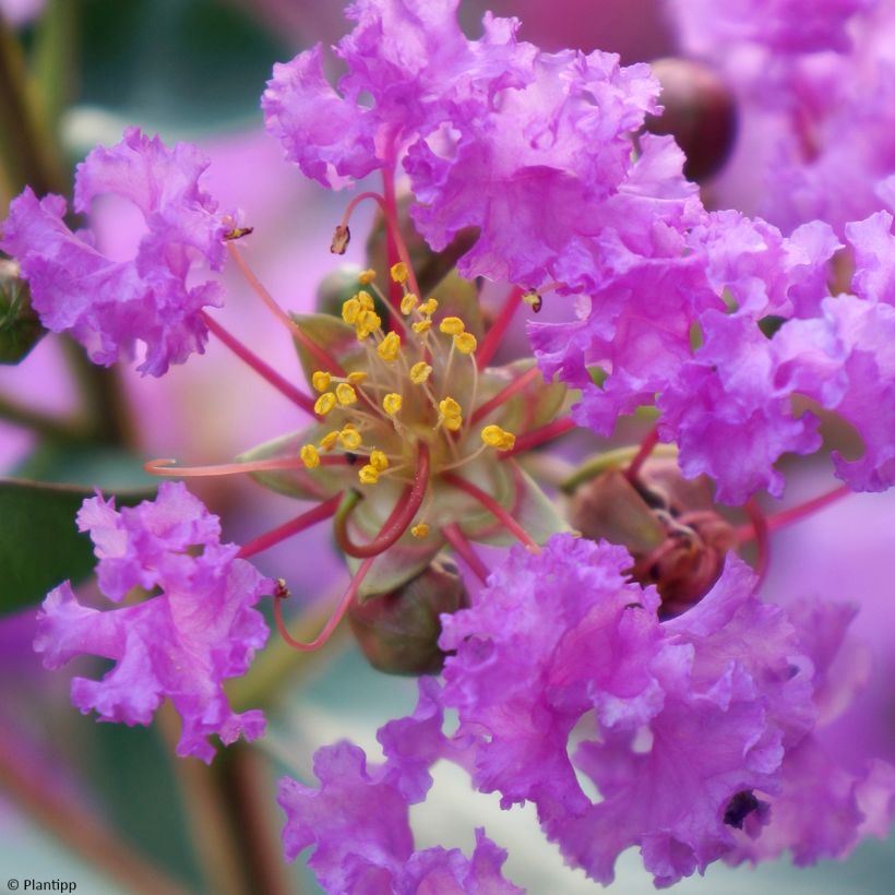 Árbol de Júpiter With Love Eternal - Lagerstroemia indica (Floración)