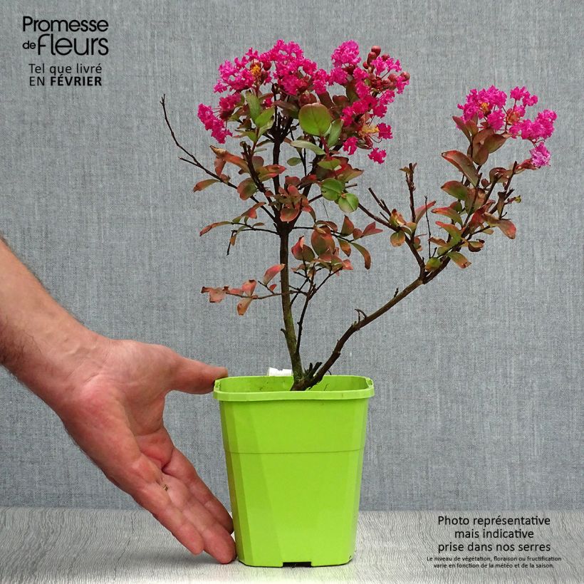 Ejemplar de Árbol de Júpiter With Love Kiss - Lagerstroemia indica Maceta 3L/4L entregado en otoño