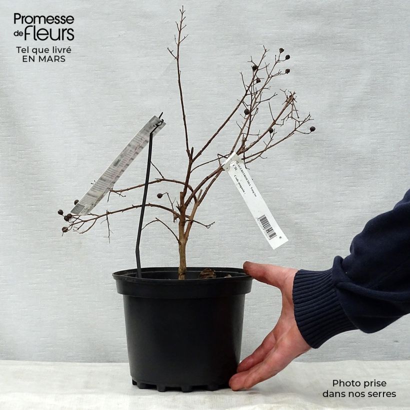 Árbol de Júpiter Yang Tse - Lagerstroemia indica Maceta 3L/4L Ejemplar entregado en la primavera