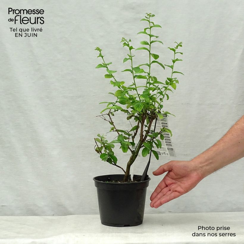Ejemplar de Árbol de Júpiter Yang Tse - Lagerstroemia indica Maceta 3L/4L entregado en verano