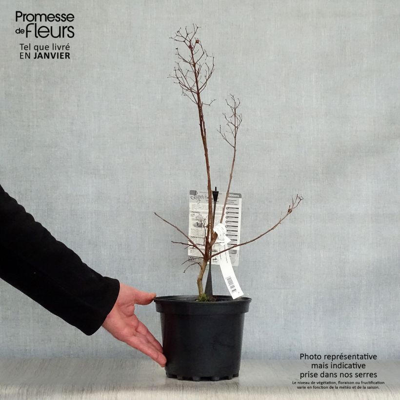 Árbol de Júpiter Yang Tse - Lagerstroemia indica Maceta 3L/4L Ejemplar entregado en invierno