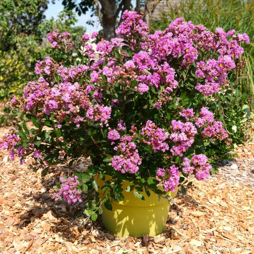 Lagerstroemia indica Gourmet Violetta - Árbol de Júpiter (Porte)