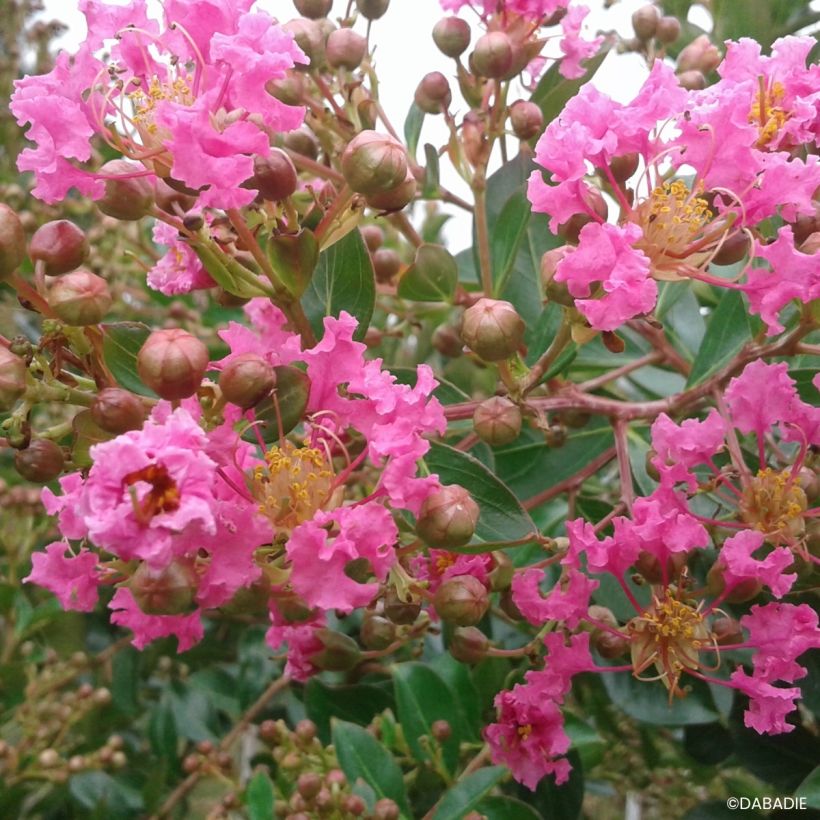 Lagerstroemia indica Mimie Rose - Árbol de Júpiter (Floración)