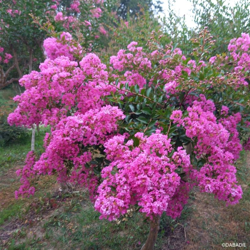 Lagerstroemia indica Mimie Rose - Árbol de Júpiter (Porte)