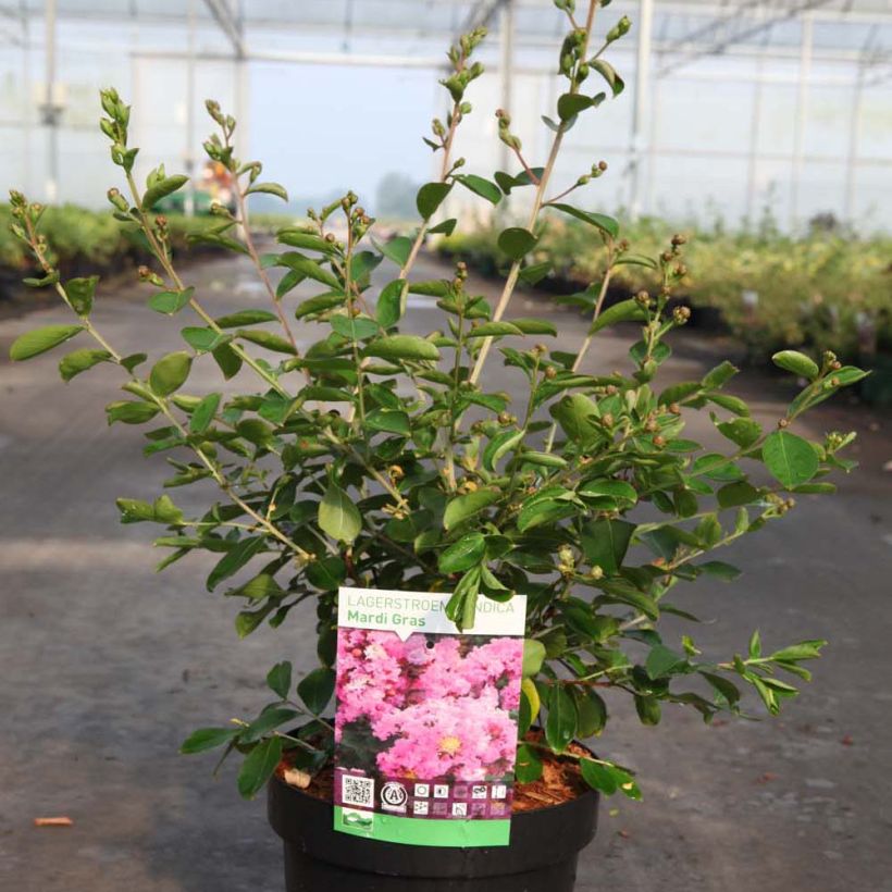 Árbol de Júpiter Mardi Gras - Lagerstroemia indica (Porte)