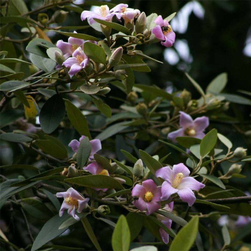 Lagunaria patersonii (Floración)