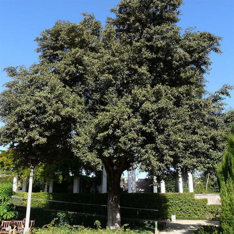 Lagunaria patersonii (Porte)