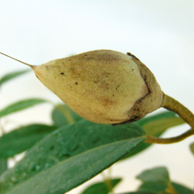 Lagunaria patersonii (Cosecha)