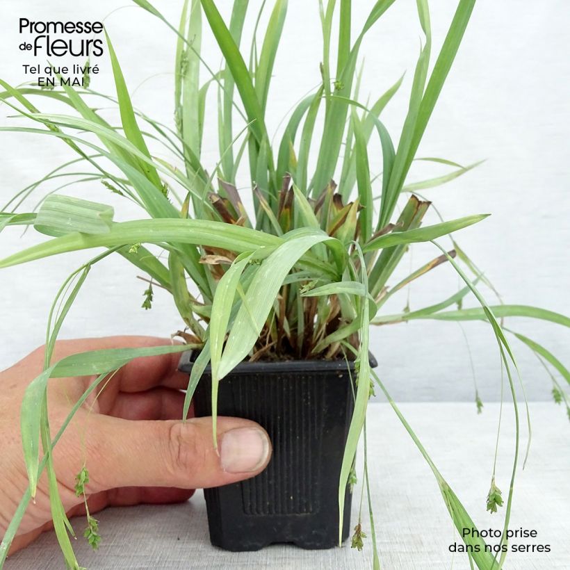Carex laxiculmis Bunny Blue Maceta de 8/9 cm Ejemplar entregado en la primavera