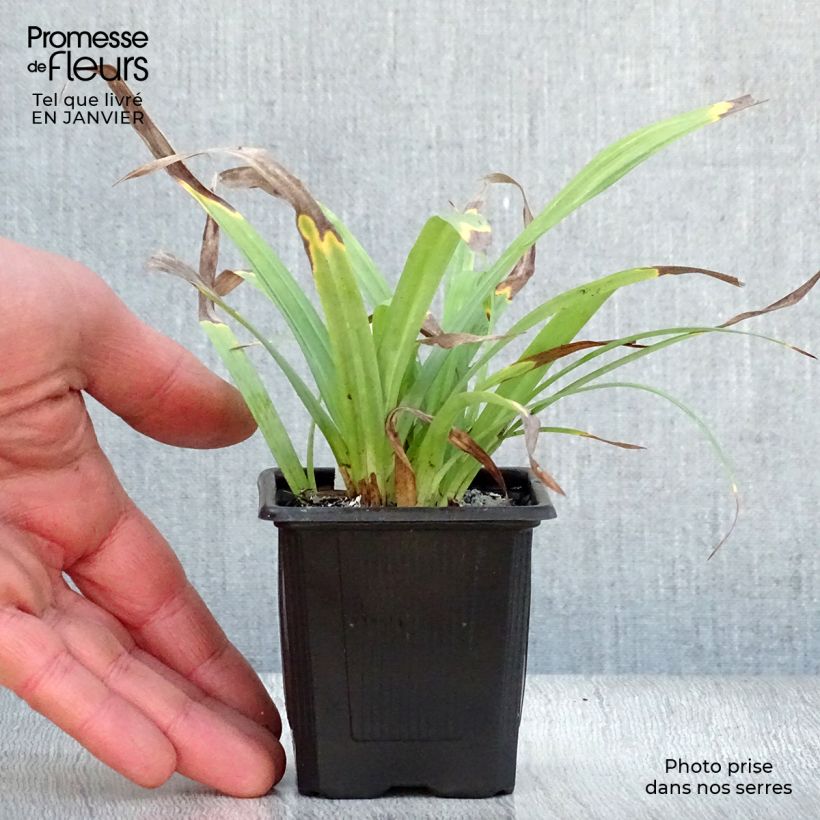 Carex laxiculmis Bunny Blue Maceta de 8/9 cm Ejemplar entregado en invierno