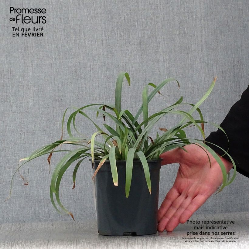 Carex laxiculmis Bunny Blue Maceta 2L/3L Ejemplar entregado en invierno