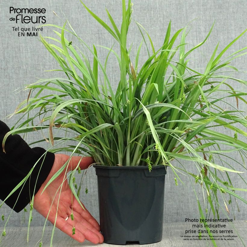 Carex laxiculmis Bunny Blue Maceta 2L/3L Ejemplar entregado en la primavera