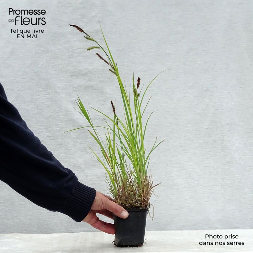 Carex riparia de ribera Maceta de 8/9 cm Ejemplar entregado en la primavera