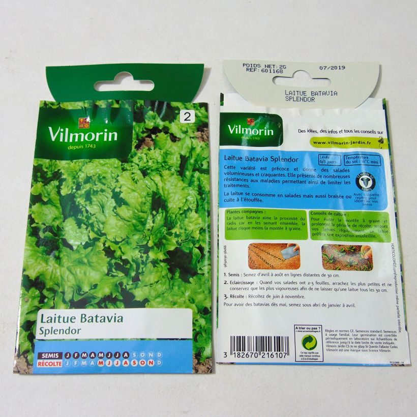 Ejemplo de ejemplar de Lechuga batavia Splendor saco de 1600 semillas (2g) tal y como se entrega