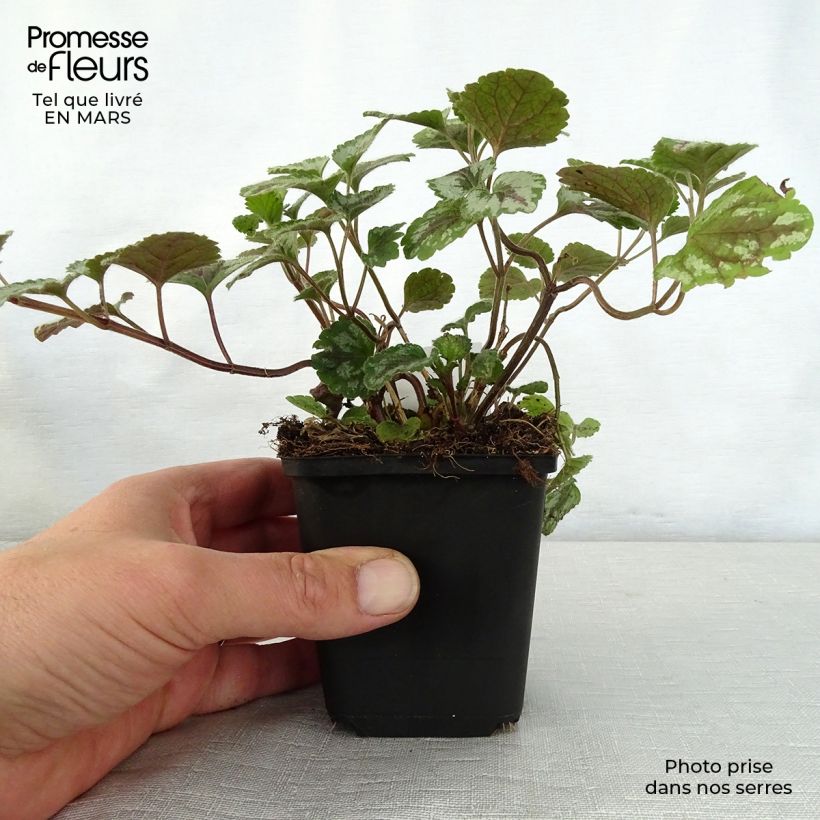 Lamium galeobdolon Florentinum - Arcángel amarillo Maceta de 8/9 cm Ejemplar entregado en la primavera