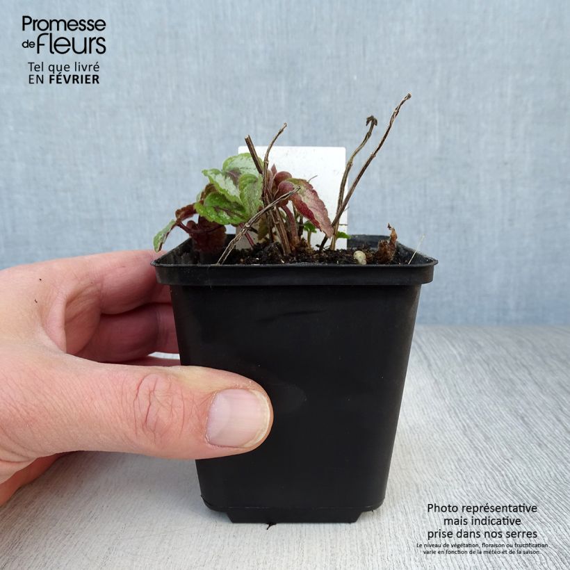 Lamium galeobdolon Florentinum - Arcángel amarillo Maceta de 8/9 cm Ejemplar entregado en invierno