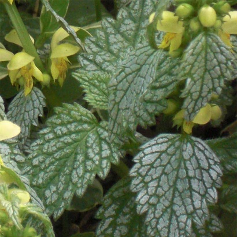 Lamium galeobdolon Hermann's Pride - Arcángel amarillo (Follaje)