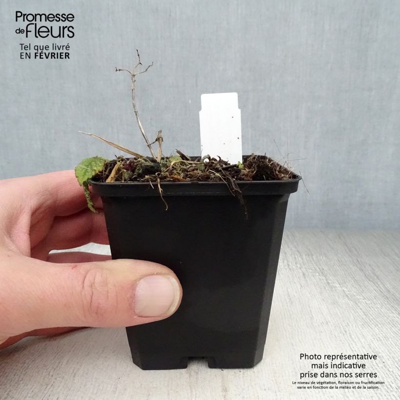 Lamium galeobdolon Hermann's Pride - Arcángel amarillo Maceta de 8/9 cm Ejemplar entregado en invierno