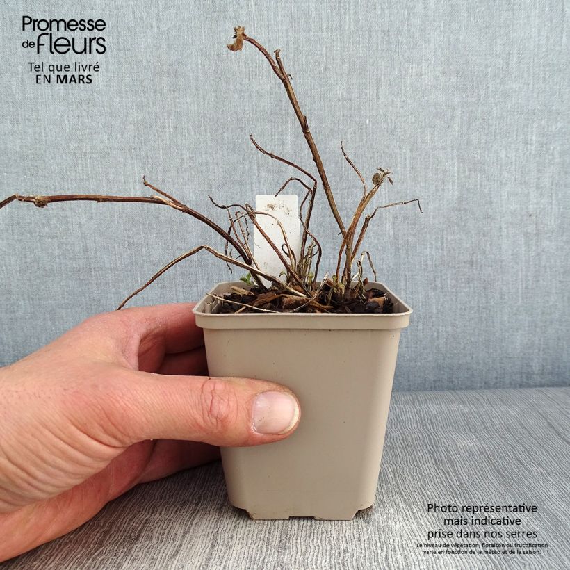 Lamium galeobdolon Kirkcudbright Dwarf - Arcángel amarillo Maceta de 8/9 cm Ejemplar entregado en invierno