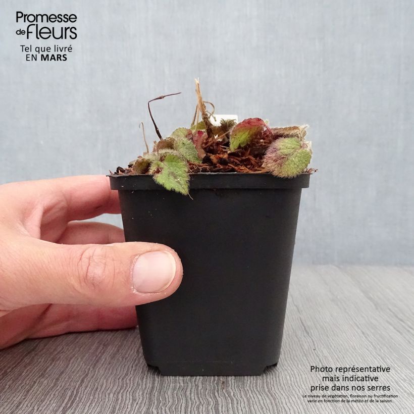 Lamium galeobdolon Kirkcudbright Dwarf - Arcángel amarillo Maceta de 8/9 cm Ejemplar entregado en la primavera