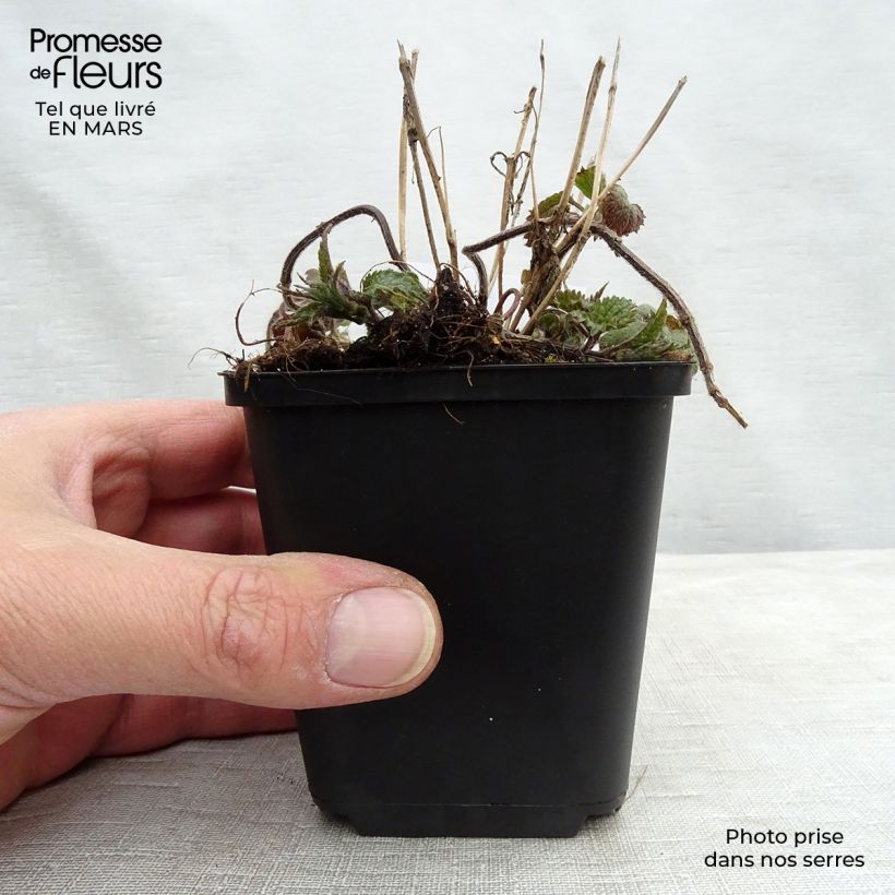 Lamium galeobdolon - Arcángel amarillo Maceta de 8/9 cm Ejemplar entregado en la primavera