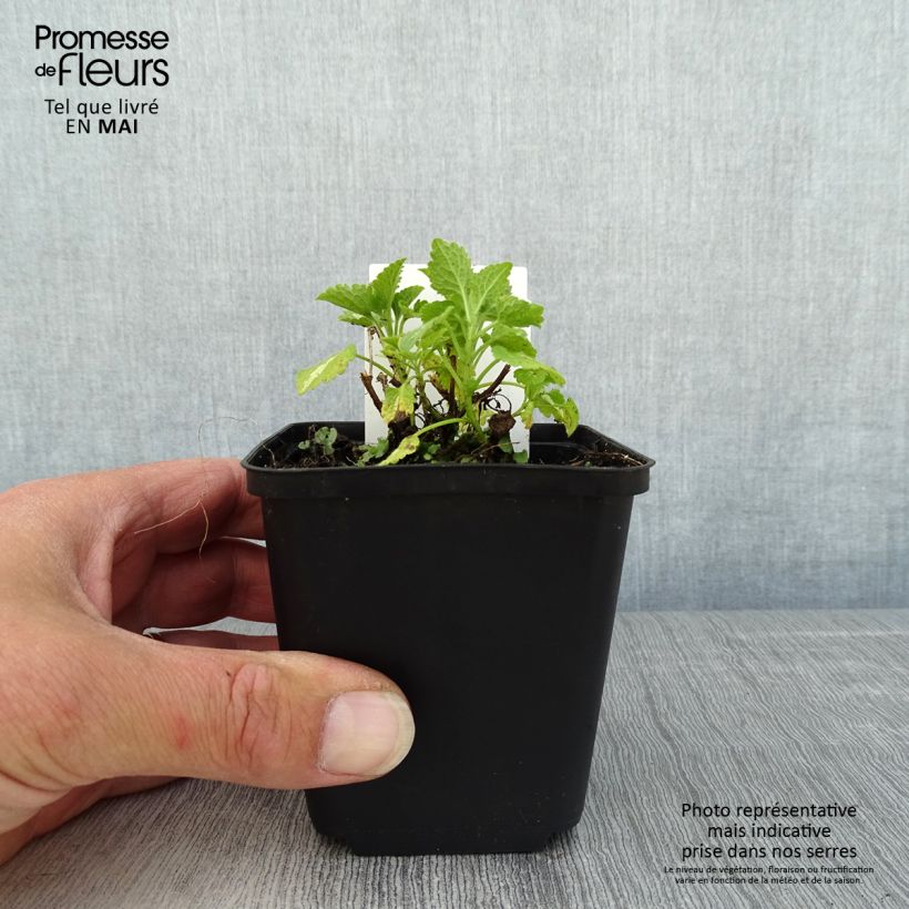 Lamium maculatum Album Maceta de 8/9 cm Ejemplar entregado en la primavera