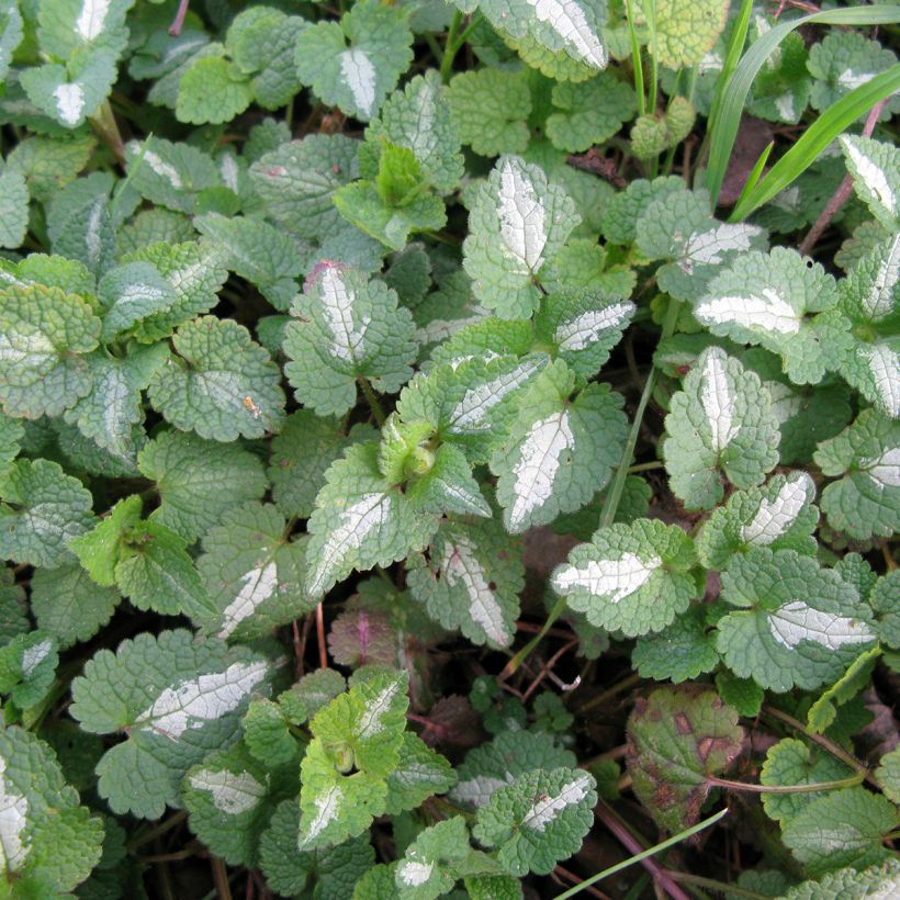 Lamium maculatum Album (Follaje)