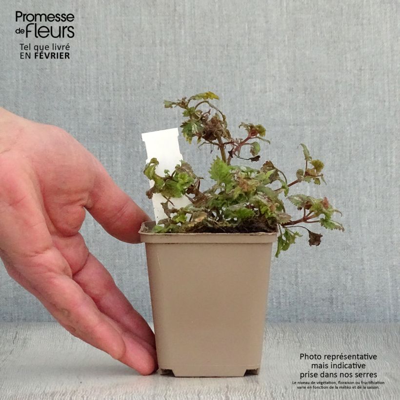 Lamium maculatum Anne Greenaway Maceta de 8/9 cm Ejemplar entregado en invierno