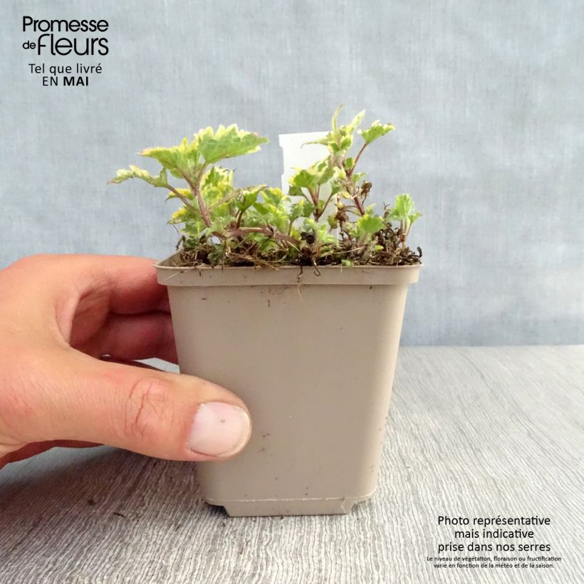 Lamium maculatum Anne Greenaway Maceta de 8/9 cm Ejemplar entregado en la primavera