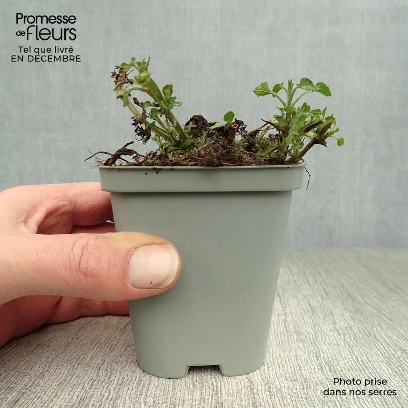 Lamium maculatum Beacon Silver Maceta de 8/9 cm Ejemplar entregado en invierno