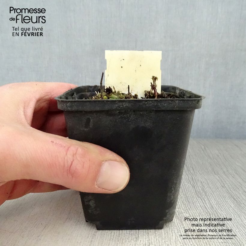 Lamium maculatum Chequers Maceta de 8/9 cm Ejemplar entregado en invierno