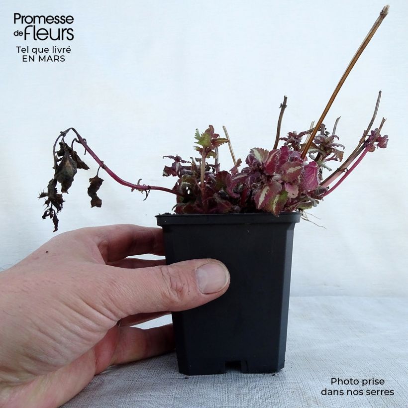 Lamium maculatum Chequers Maceta de 8/9 cm Ejemplar entregado en la primavera