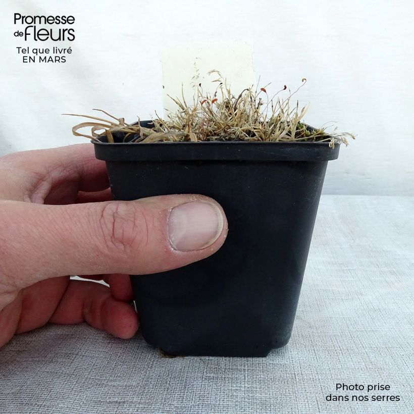 Lamium maculatum Golden Nuggets Maceta de 8/9 cm Ejemplar entregado en la primavera