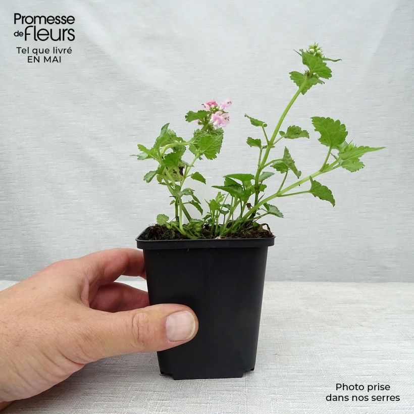 Lamium maculatum Pink Pewter Maceta de 8/9 cm Ejemplar entregado en la primavera