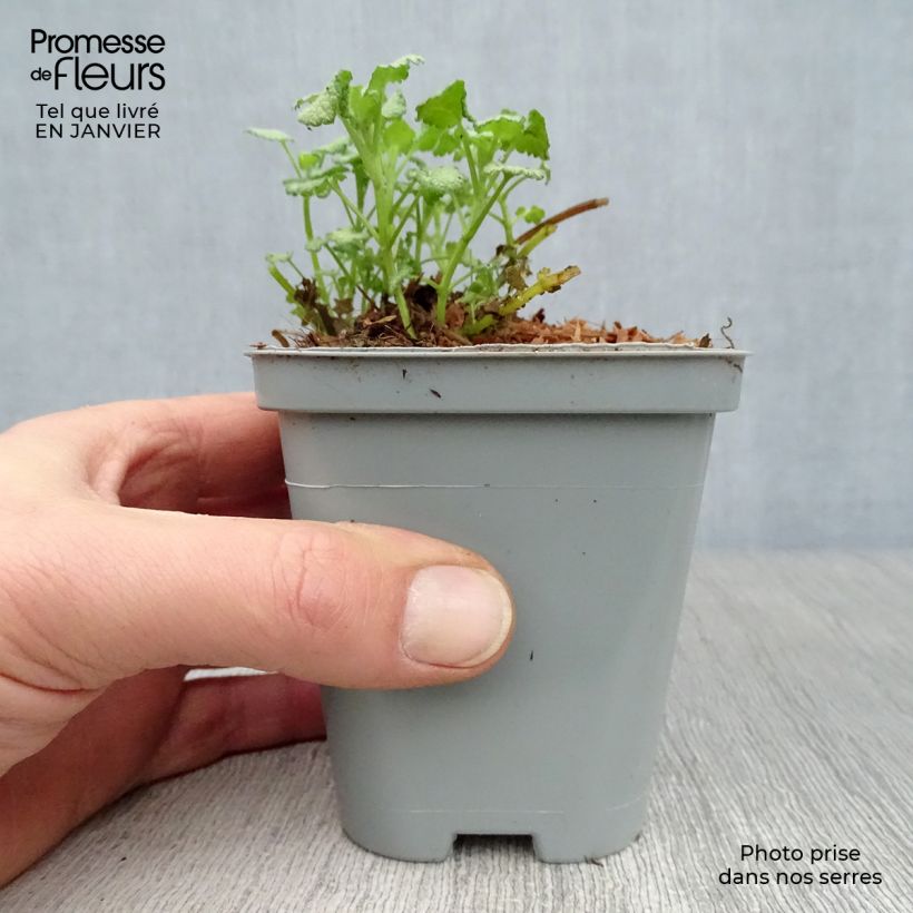 Lamium maculatum Pink Pewter Maceta de 8/9 cm Ejemplar entregado en invierno