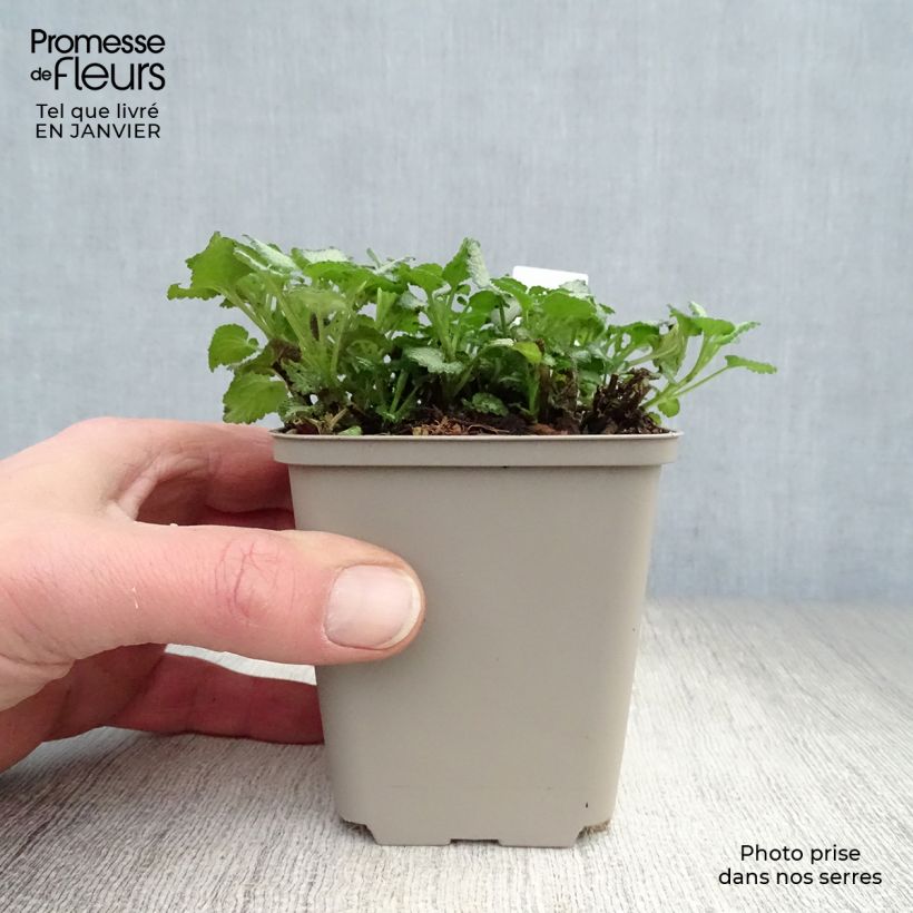 Lamium maculatum Purple Dragon Maceta de 8/9 cm Ejemplar entregado en invierno
