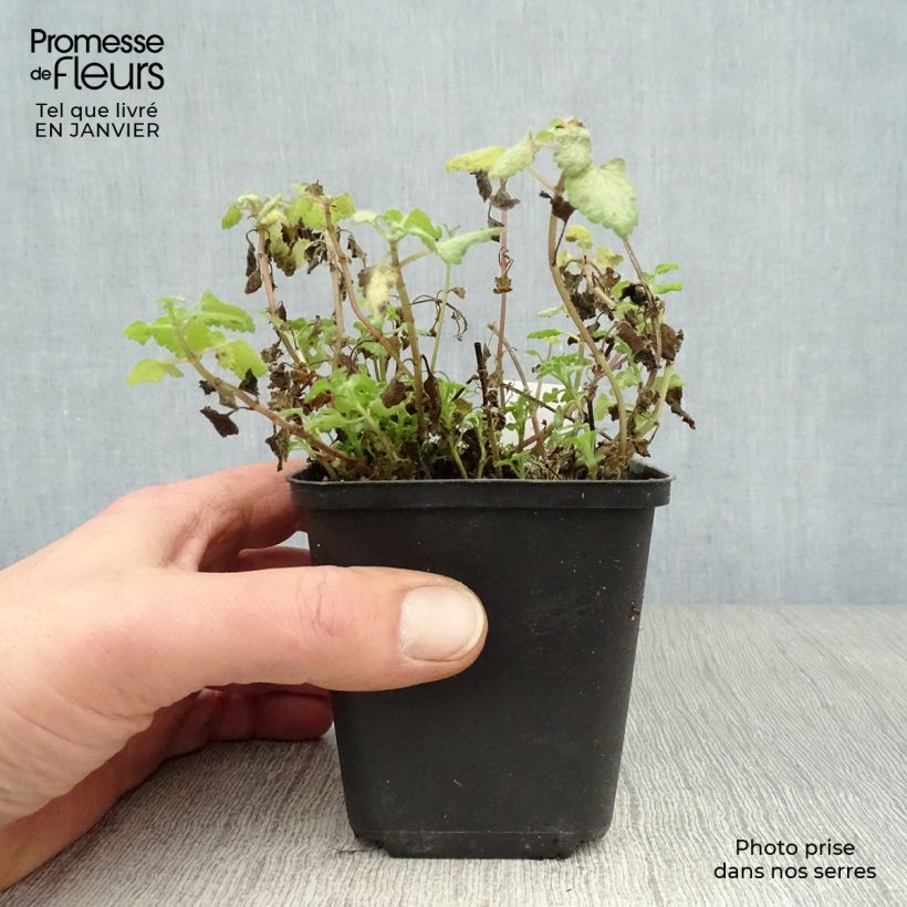 Lamium maculatum Red Nancy Maceta de 8/9 cm Ejemplar entregado en invierno