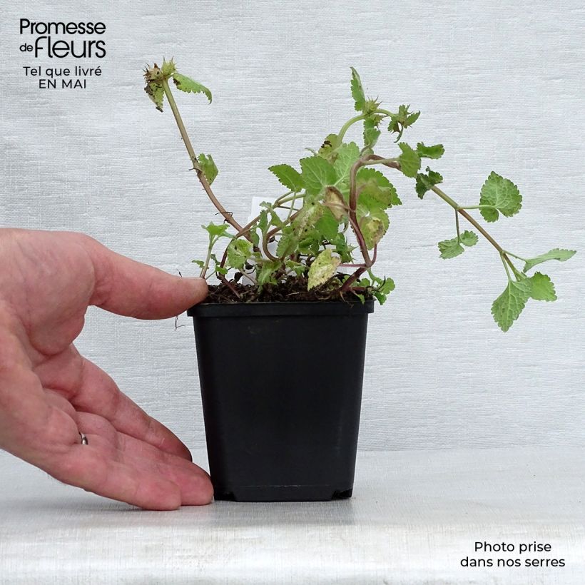 Lamium maculatum Roseum Maceta de 8/9 cm Ejemplar entregado en la primavera