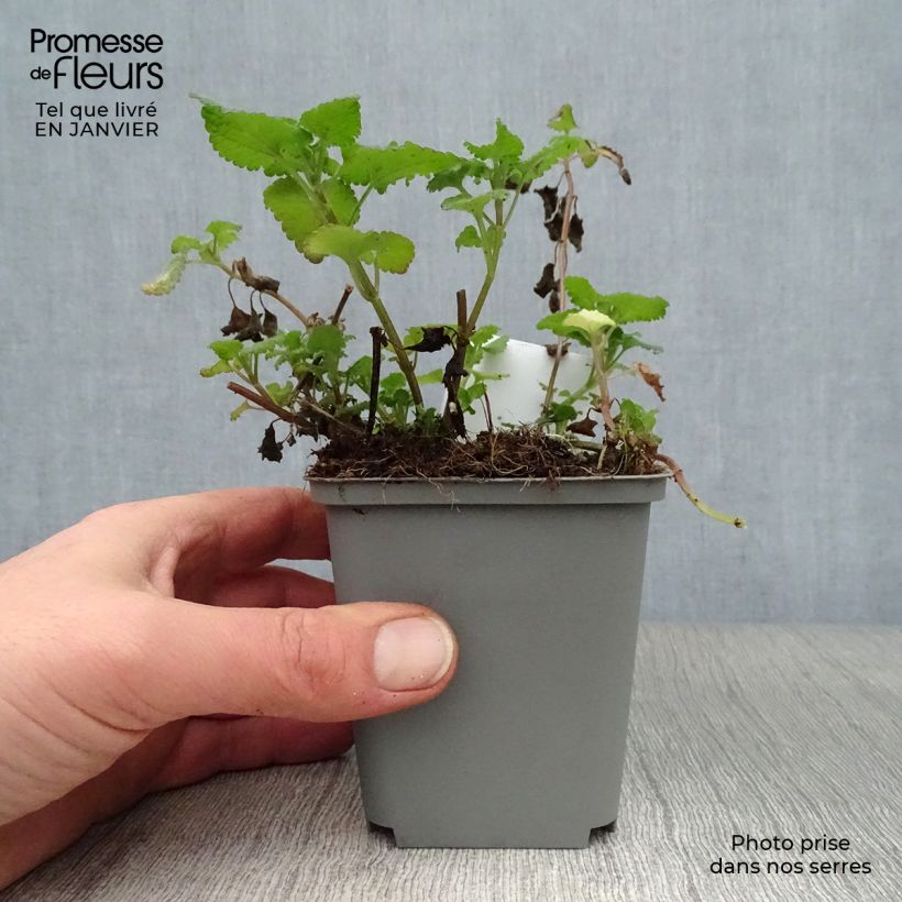 Lamium maculatum Roseum Maceta de 8/9 cm Ejemplar entregado en invierno