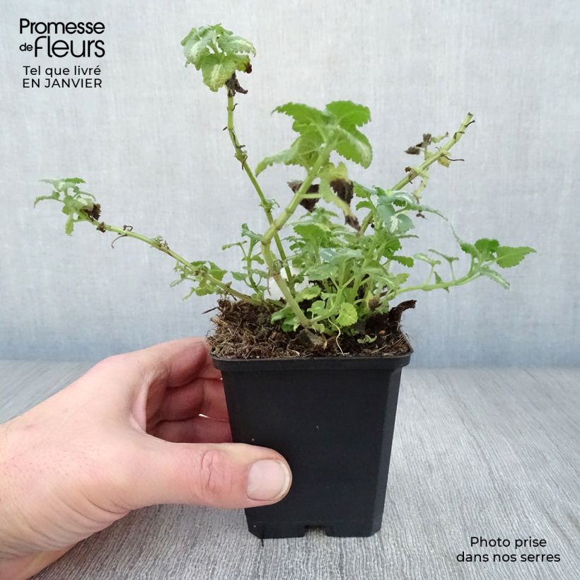 Lamium maculatum Shell Pink Maceta de 8/9 cm Ejemplar entregado en invierno