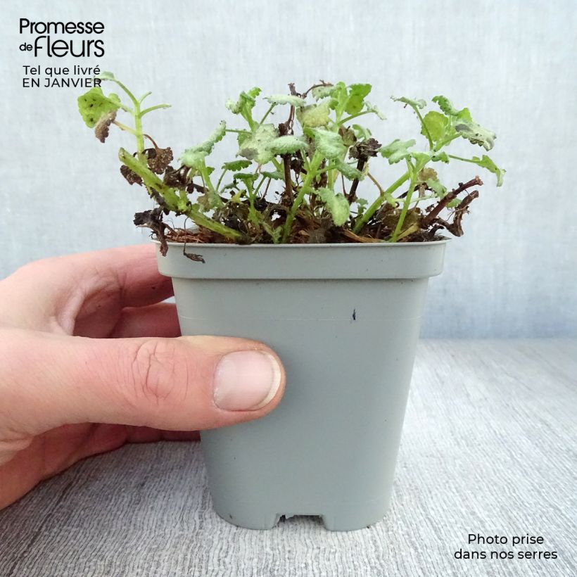 Lamium maculatum White Nancy Maceta de 8/9 cm Ejemplar entregado en invierno