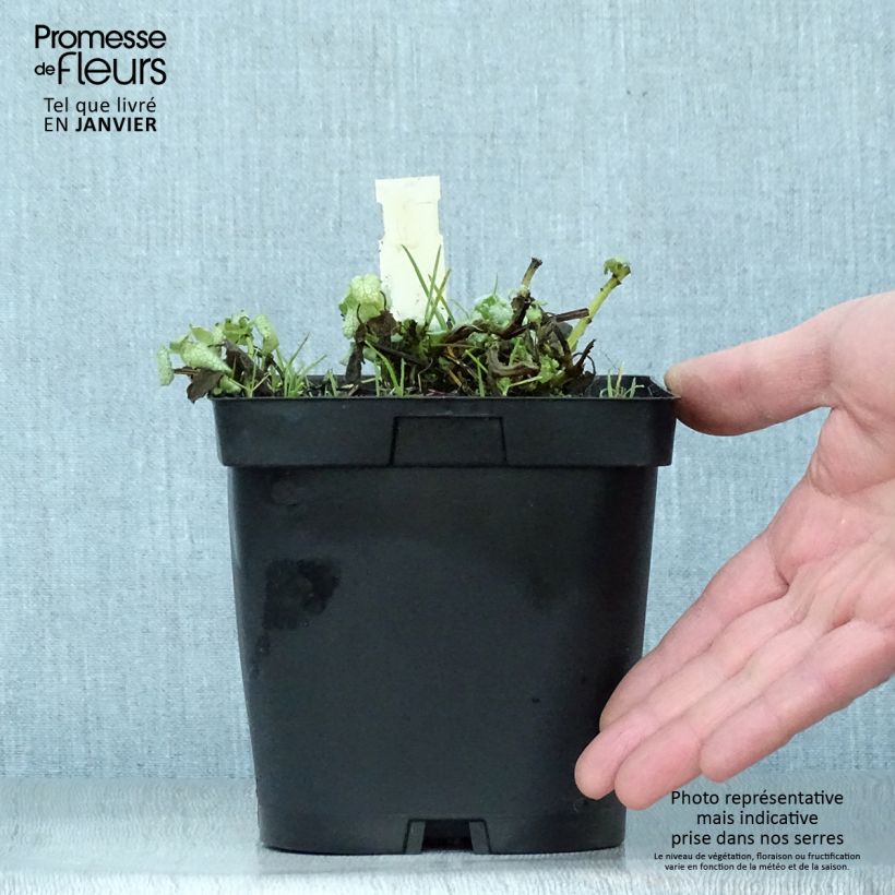 Lamium maculatum White Nancy Maceta 2L/3L Ejemplar entregado en invierno