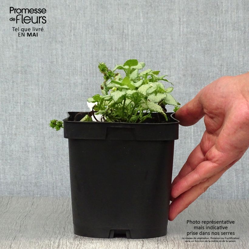 Lamium maculatum White Nancy Maceta 2L/3L Ejemplar entregado en la primavera
