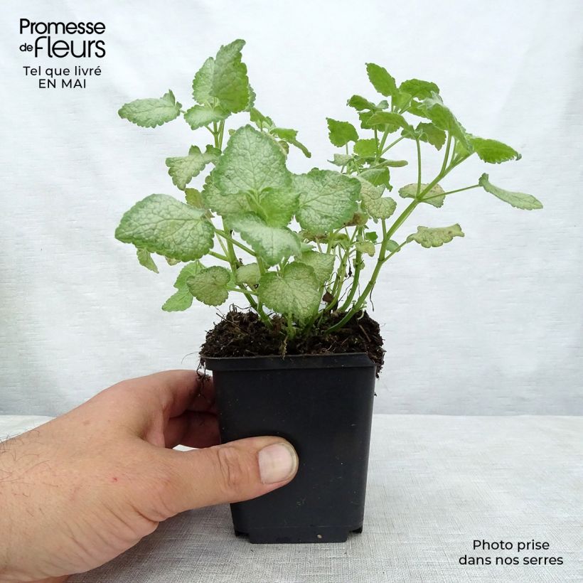 Lamium maculatum White Nancy Maceta de 8/9 cm Ejemplar entregado en la primavera