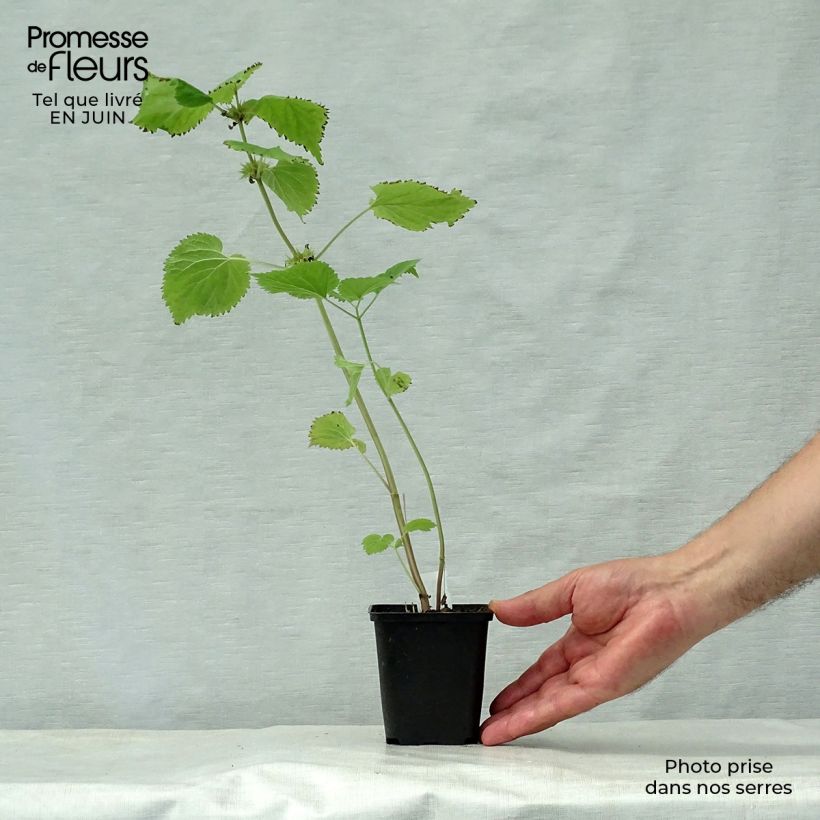 Ejemplar de Lamium orvala - Ortiga menor Maceta de 8/9 cm entregado en verano