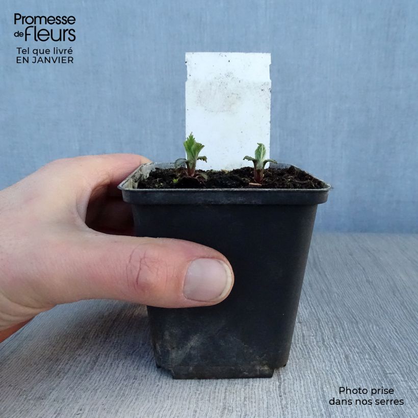 Lamium orvala - Ortiga menor Maceta de 8/9 cm Ejemplar entregado en invierno