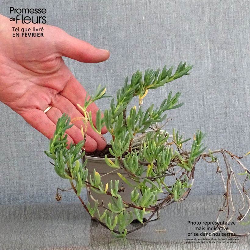 Lampranthus aurantiacus Fleurs roses Maceta de 8/9 cm Ejemplar entregado en invierno