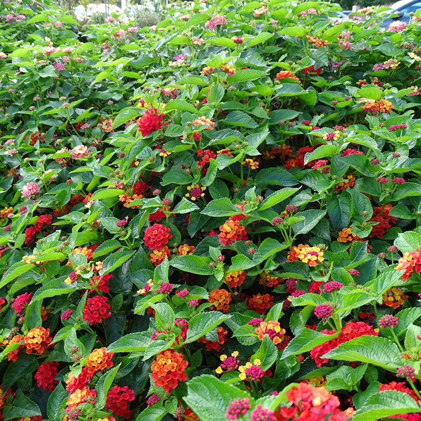 Lantana camara Bloomify Red (Porte)