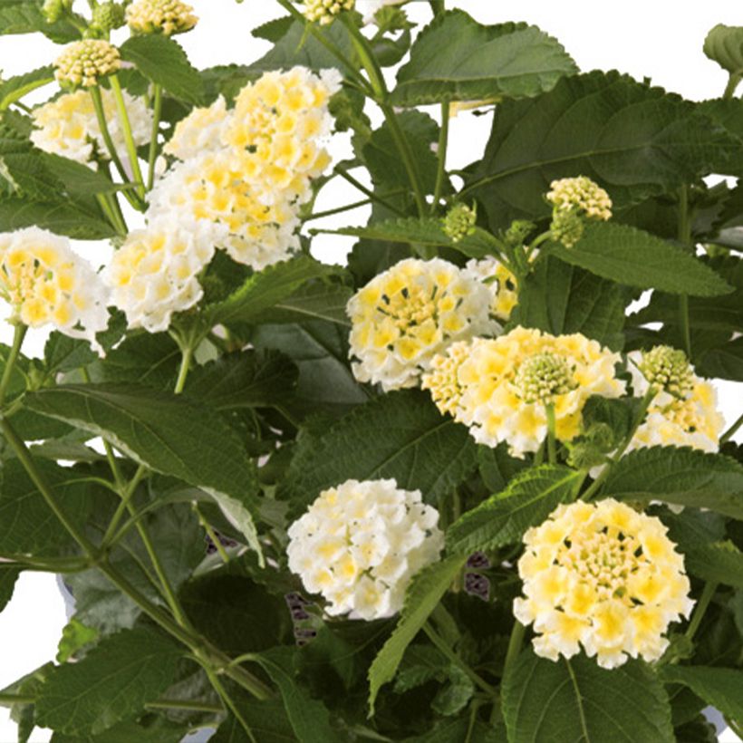 Lantana Bloomify White (Floración)